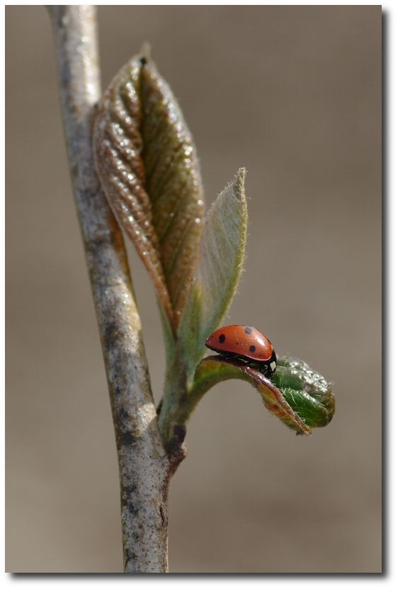 Coccinelle